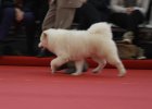 Meilleur puppy Bordeaux 2014